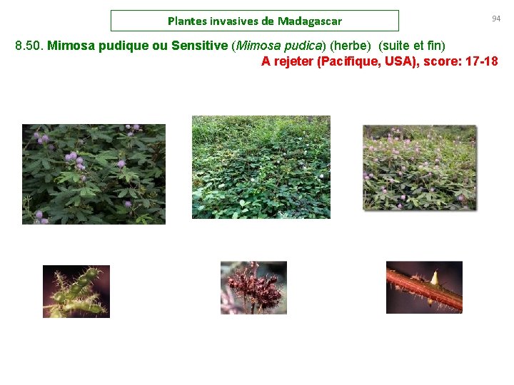 Plantes invasives de Madagascar 94 8. 50. Mimosa pudique ou Sensitive (Mimosa pudica) (herbe)