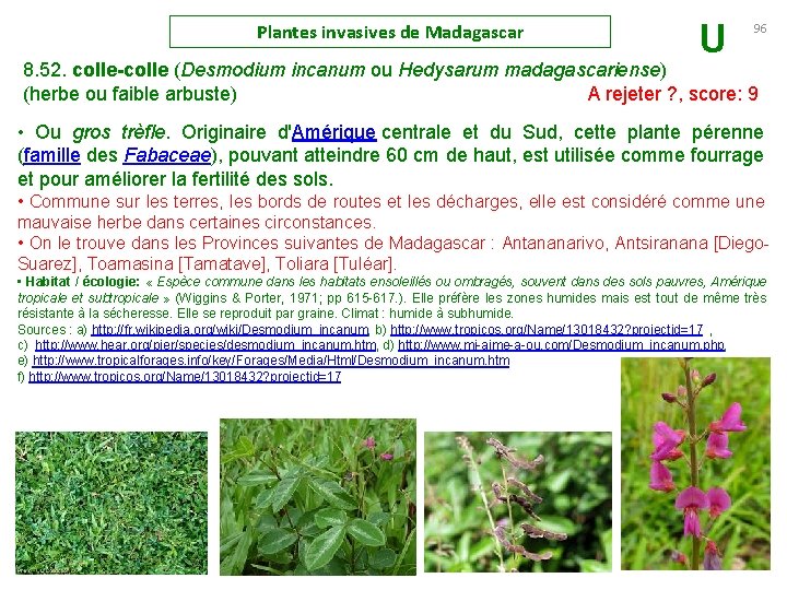 Plantes invasives de Madagascar U 96 8. 52. colle-colle (Desmodium incanum ou Hedysarum madagascariense)