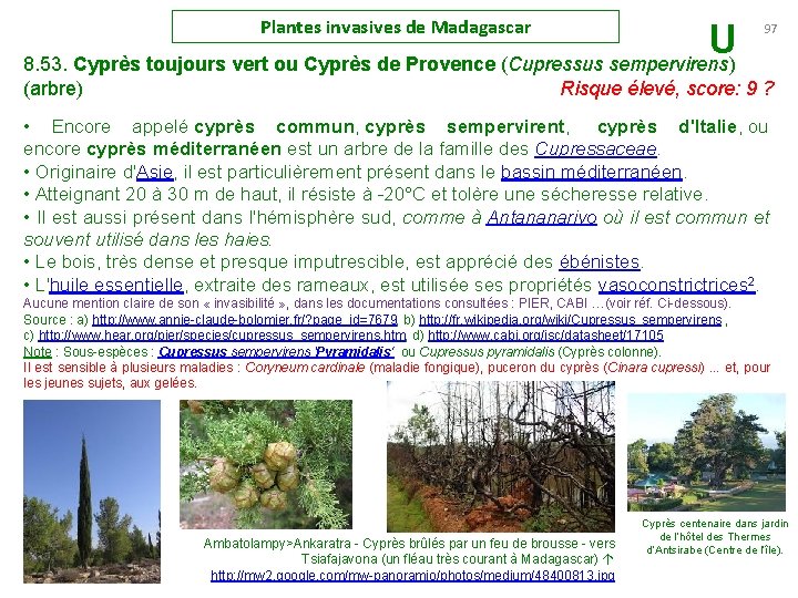 Plantes invasives de Madagascar U 8. 53. Cyprès toujours vert ou Cyprès de Provence