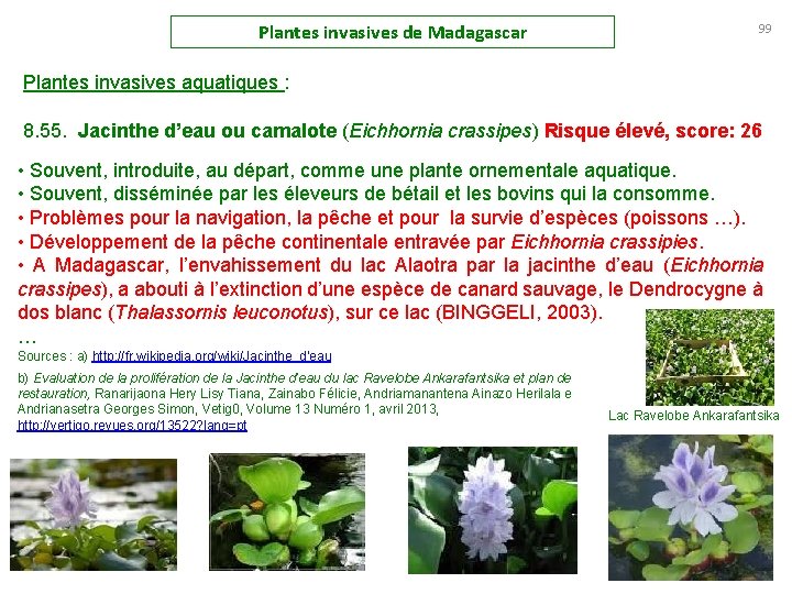 Plantes invasives de Madagascar 99 Plantes invasives aquatiques : 8. 55. Jacinthe d’eau ou