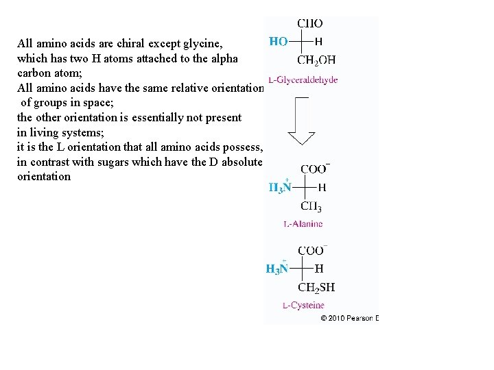 All amino acids are chiral except glycine, which has two H atoms attached to All amino acids are chiral except glycine, which has two H atoms attached to