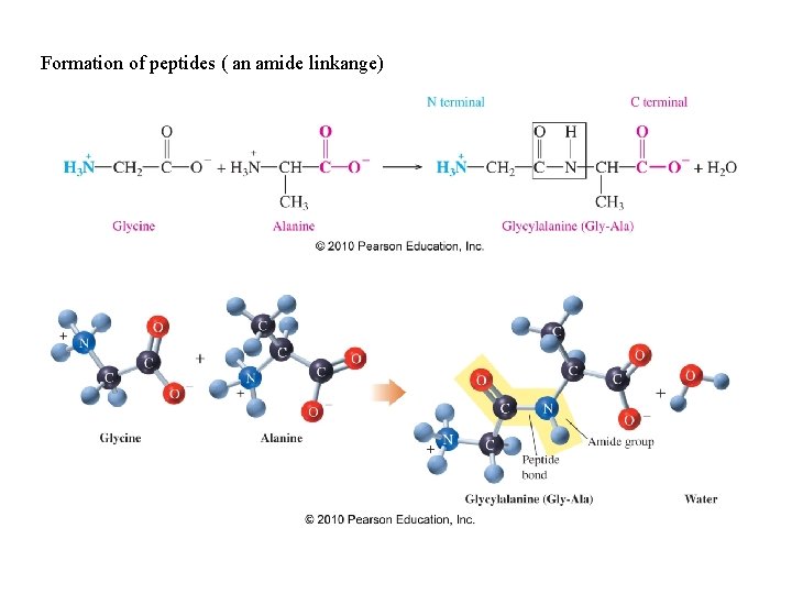 Formation of peptides ( an amide linkange) Formation of peptides ( an amide linkange)