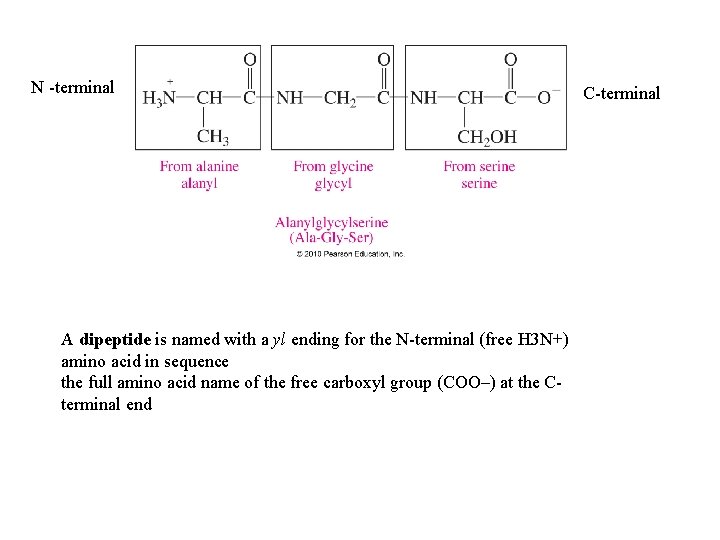 N -terminal A dipeptide is named with a yl ending for the N-terminal (free N -terminal A dipeptide is named with a yl ending for the N-terminal (free