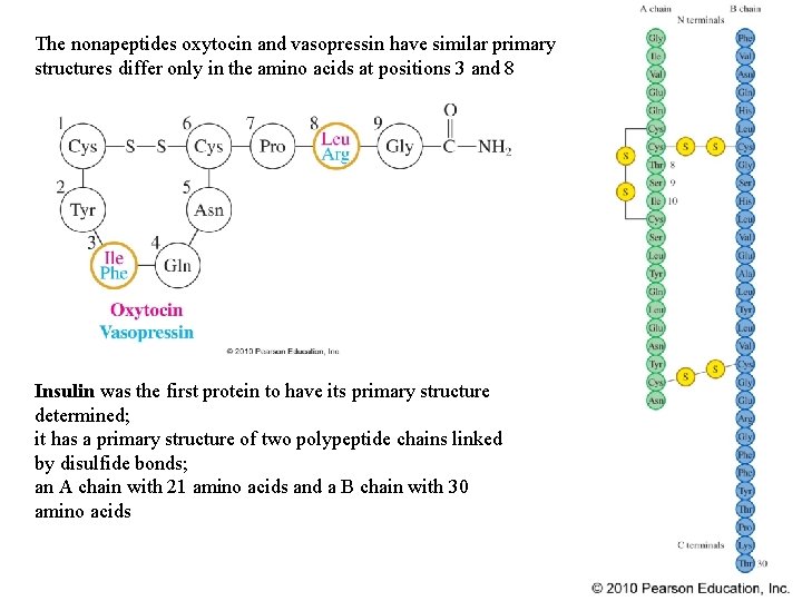 The nonapeptides oxytocin and vasopressin have similar primary structures differ only in the amino The nonapeptides oxytocin and vasopressin have similar primary structures differ only in the amino