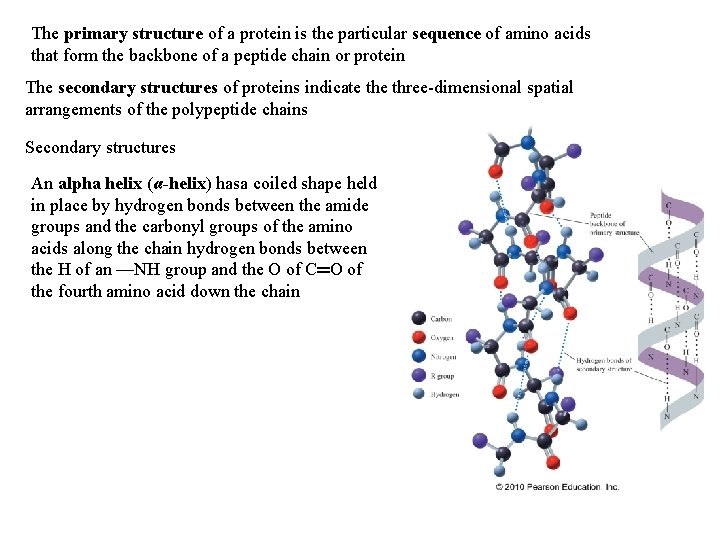 The primary structure of a protein is the particular sequence of amino acids that The primary structure of a protein is the particular sequence of amino acids that
