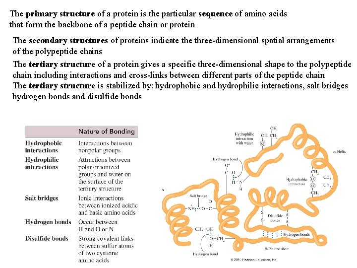 The primary structure of a protein is the particular sequence of amino acids that The primary structure of a protein is the particular sequence of amino acids that