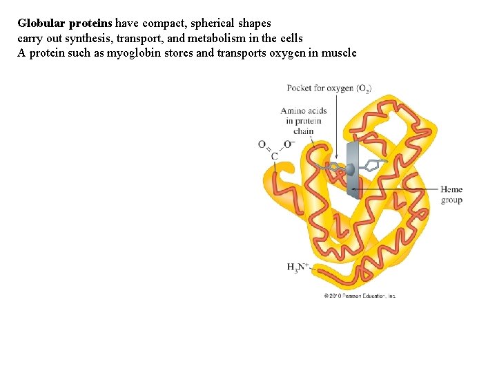 Globular proteins have compact, spherical shapes carry out synthesis, transport, and metabolism in the Globular proteins have compact, spherical shapes carry out synthesis, transport, and metabolism in the