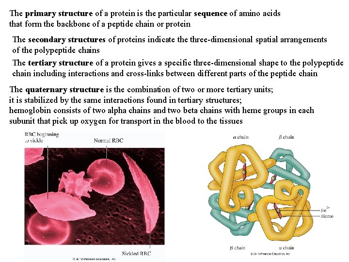 The primary structure of a protein is the particular sequence of amino acids that The primary structure of a protein is the particular sequence of amino acids that
