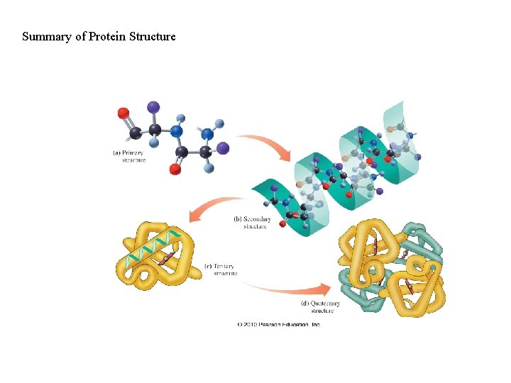 Summary of Protein Structure Summary of Protein Structure