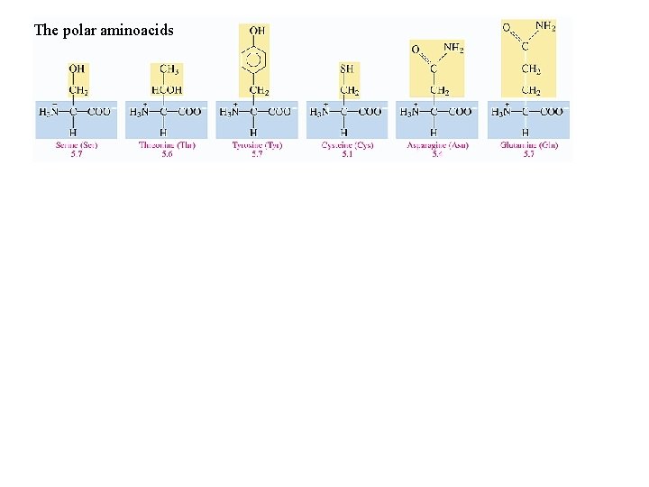 The polar aminoacids less polar non-polar The polar aminoacids less polar non-polar