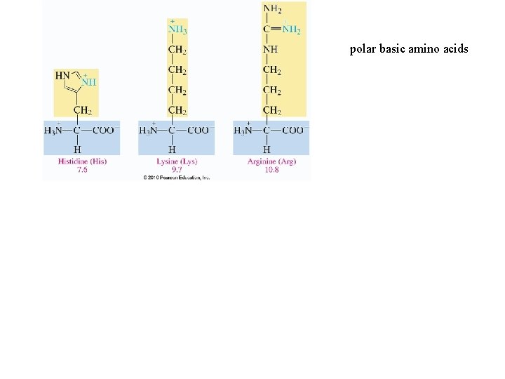 polar basic amino acids polar acidic aminoacids polar basic amino acids polar acidic aminoacids