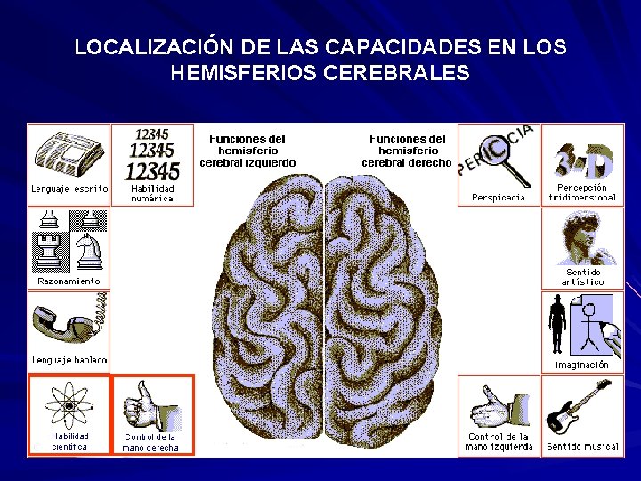 LOCALIZACIÓN DE LAS CAPACIDADES EN LOS HEMISFERIOS CEREBRALES Habilidad científica Control de la mano LOCALIZACIÓN DE LAS CAPACIDADES EN LOS HEMISFERIOS CEREBRALES Habilidad científica Control de la mano