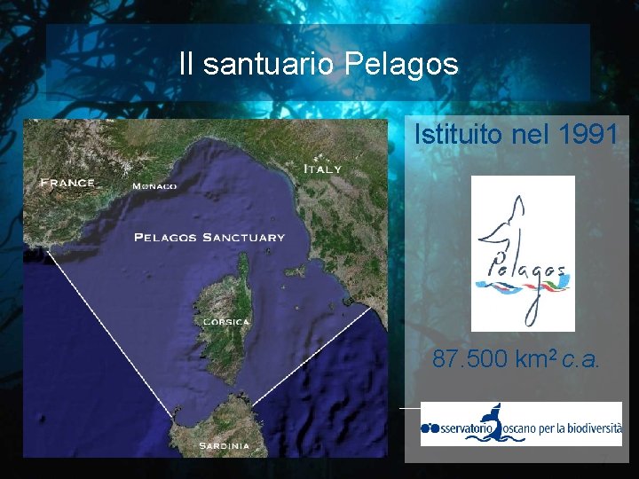 Il santuario Pelagos Istituito nel 1991 87. 500 km 2 c. a. 7 