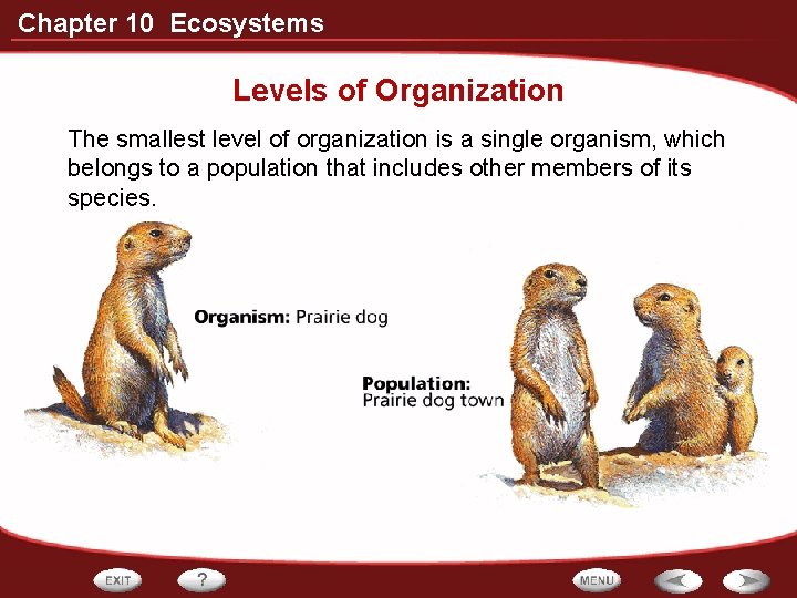 Chapter 10 Ecosystems Levels of Organization The smallest level of organization is a single