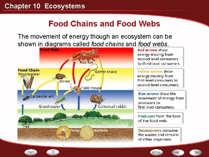 Chapter 10 Ecosystems Food Chains and Food Webs The movement of energy though an