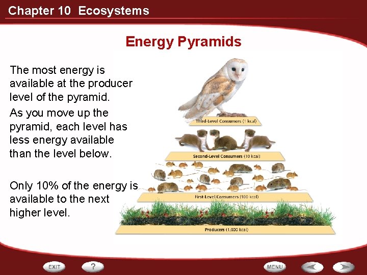 Chapter 10 Ecosystems Energy Pyramids The most energy is available at the producer level