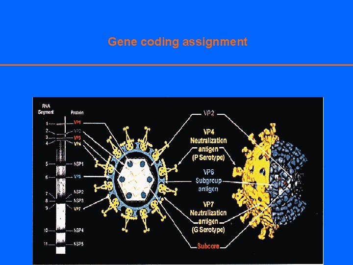 Gene coding assignment 