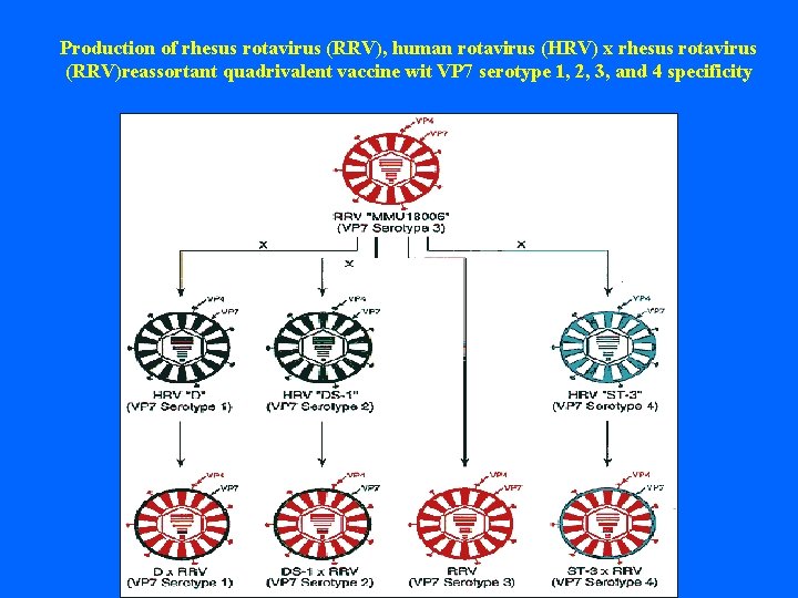 Production of rhesus rotavirus (RRV), human rotavirus (HRV) x rhesus rotavirus (RRV)reassortant quadrivalent vaccine