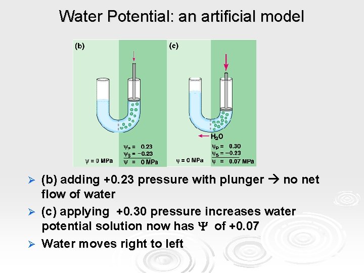 Water Potential: an artificial model (b) adding +0. 23 pressure with plunger no net