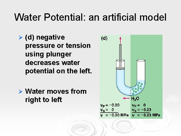 Water Potential: an artificial model Ø (d) negative pressure or tension using plunger decreases