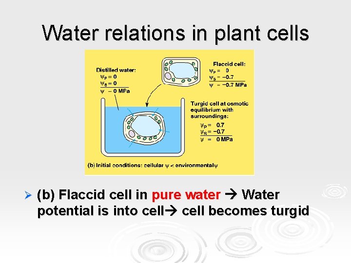 Water relations in plant cells Ø (b) Flaccid cell in pure water Water potential