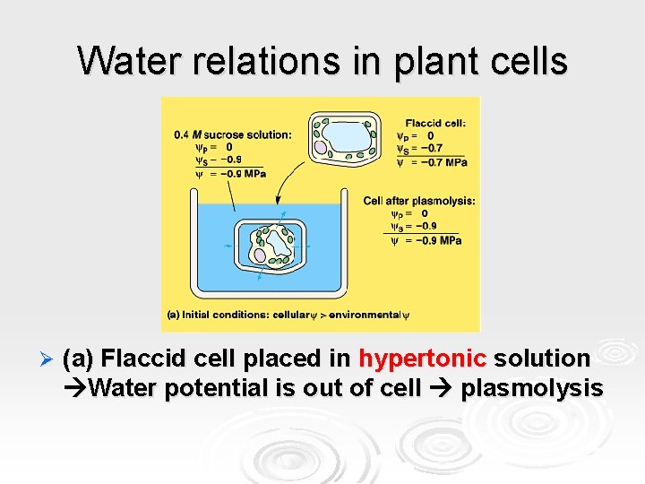 Water relations in plant cells Ø (a) Flaccid cell placed in hypertonic solution Water