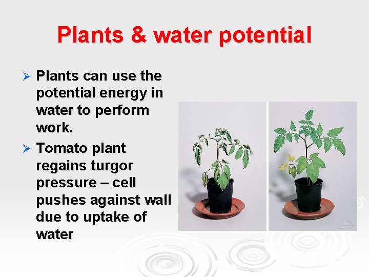 Plants & water potential Plants can use the potential energy in water to perform