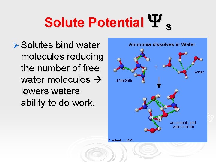 Solute Potential S Ø Solutes bind water molecules reducing the number of free water