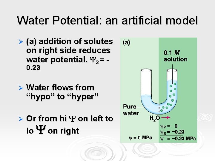 Water Potential: an artificial model Ø (a) addition of solutes on right side reduces