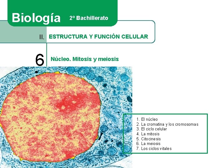 Biología 2º Bachillerato II. ESTRUCTURA Y FUNCIÓN CELULAR 6 Núcleo. Mitosis y meiosis 1.