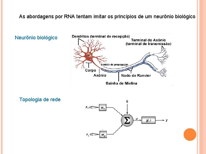 As abordagens por RNA tentam imitar os princípios de um neurônio biológico Neurônio biológico