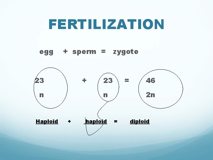 FERTILIZATION egg + sperm = zygote 23 + n Haploid 23 = n +