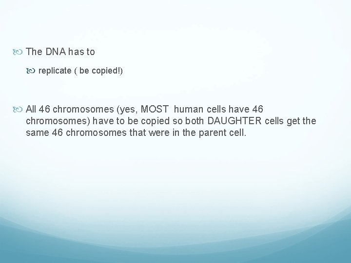  The DNA has to replicate ( be copied!) All 46 chromosomes (yes, MOST