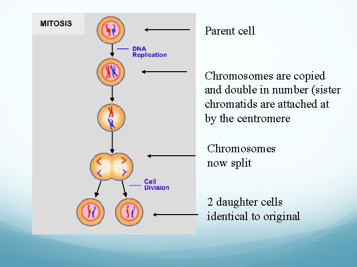 Parent cell Chromosomes are copied and double in number (sister chromatids are attached at