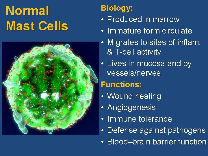 Normal Mast Cells Biology: • Produced in marrow • Immature form circulate • Migrates