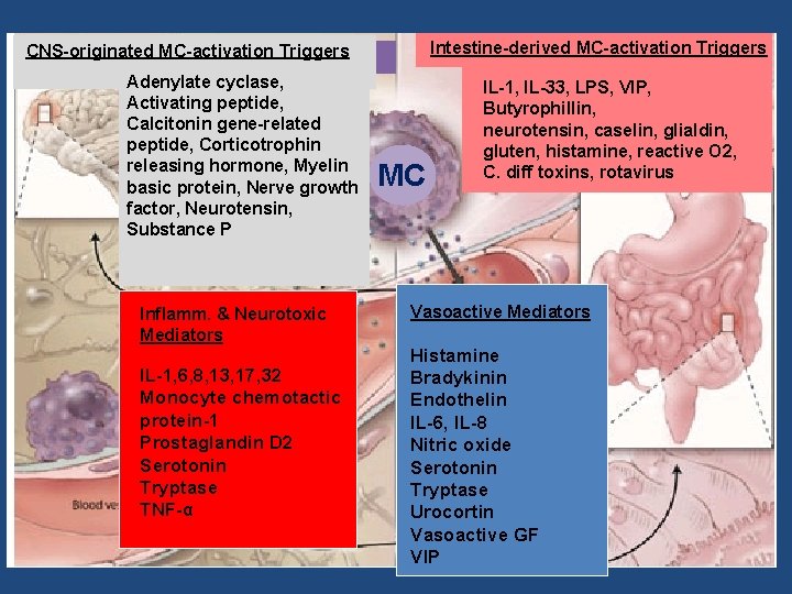 Intestine-derived MC-activation Triggers CNS-originated MC-activation Triggers Adenylate cyclase, Activating peptide, Calcitonin gene-related peptide, Corticotrophin