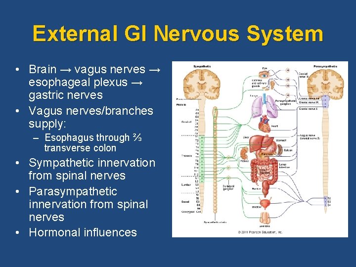External GI Nervous System • Brain → vagus nerves → esophageal plexus → gastric