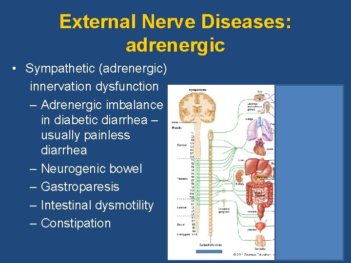 External Nerve Diseases: adrenergic • Sympathetic (adrenergic) innervation dysfunction – Adrenergic imbalance in diabetic