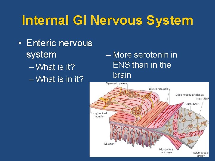 Internal GI Nervous System • Enteric nervous system – What is it? – What