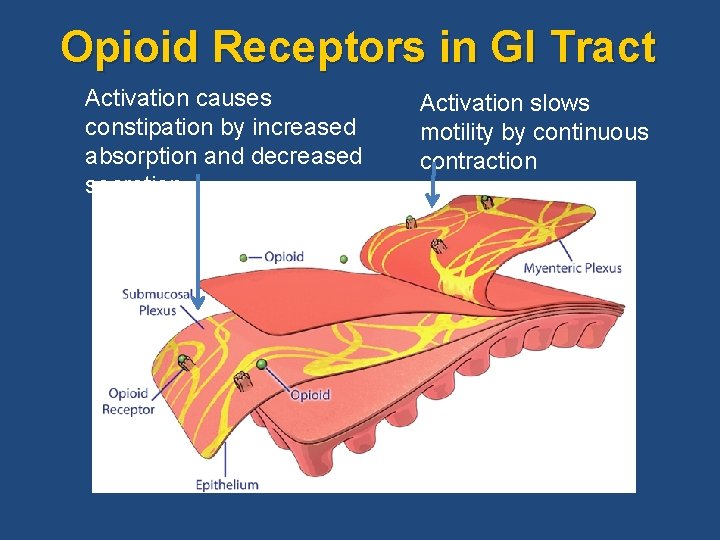 Opioid Receptors in GI Tract Activation causes constipation by increased absorption and decreased secretion