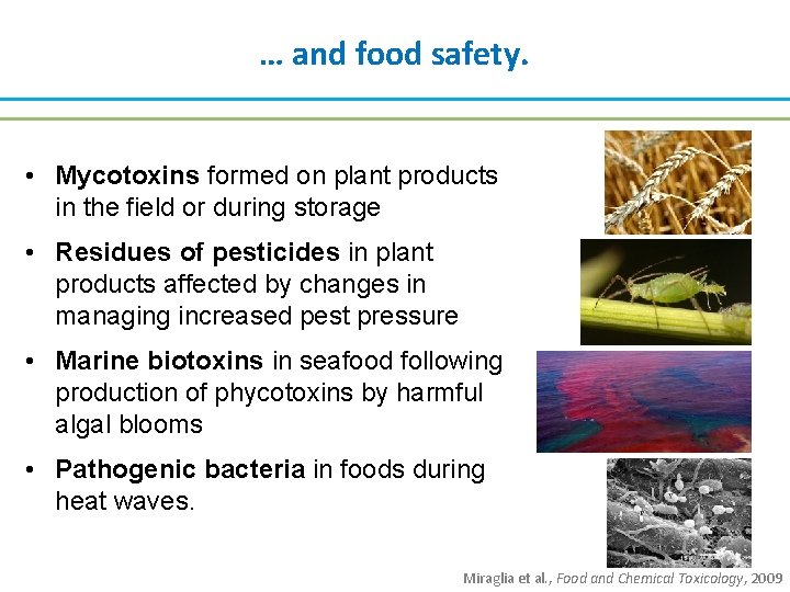 … and food safety. • Mycotoxins formed on plant products in the field or