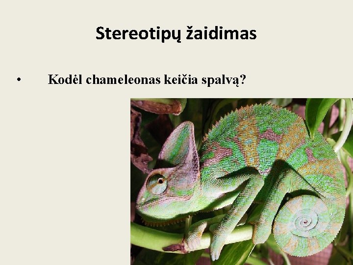 Stereotipų žaidimas • Kodėl chameleonas keičia spalvą? 70 