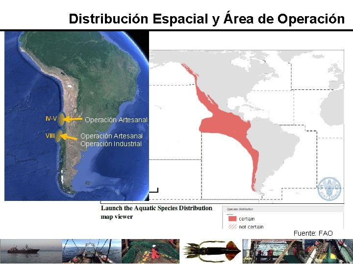 Distribución Espacial y Área de Operación IV-V VIII Operación Artesanal Operación Industrial Fuente: FAO