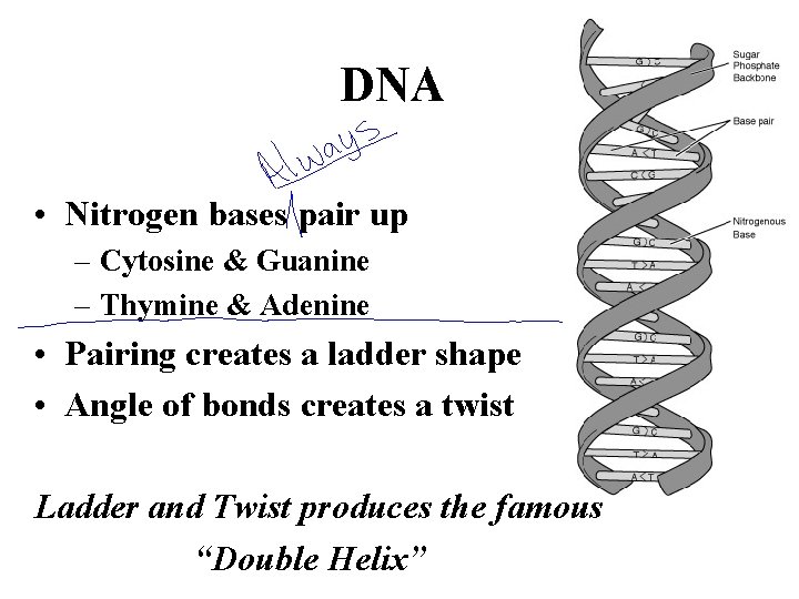 DNA • Nitrogen bases pair up – Cytosine & Guanine – Thymine & Adenine