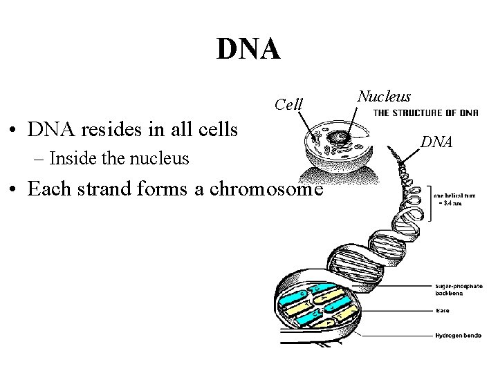 DNA Cell • DNA resides in all cells – Inside the nucleus • Each