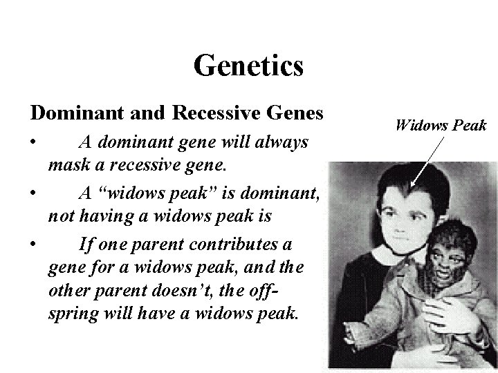 Genetics Dominant and Recessive Genes • A dominant gene will always mask a recessive