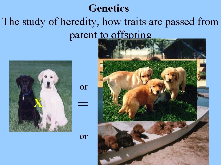 Genetics The study of heredity, how traits are passed from parent to offspring x