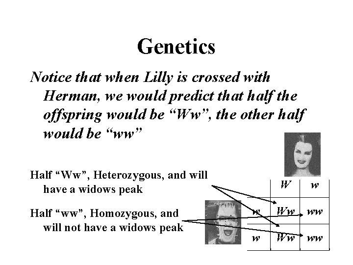 Genetics Notice that when Lilly is crossed with Herman, we would predict that half