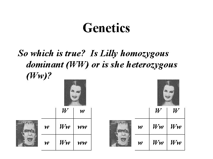 Genetics So which is true? Is Lilly homozygous dominant (WW) or is she heterozygous