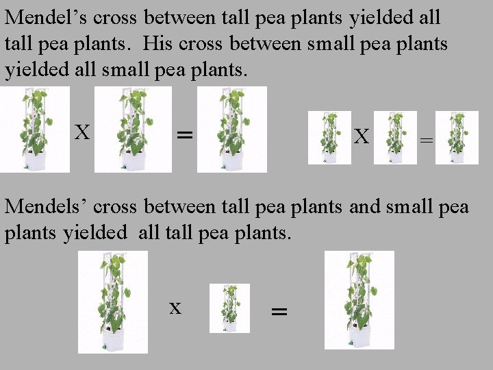 Mendel’s cross between tall pea plants yielded all tall pea plants. His cross between